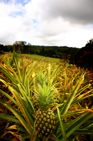 Australia pineapple plantation @ The Big Pineapple