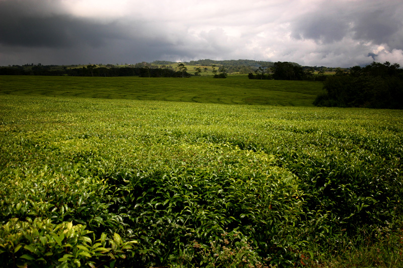 Australia Tea Plantation Queensland