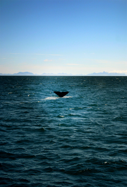 Norway Whale Safari