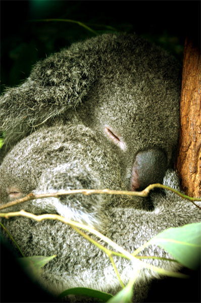 Australia Koala 2 Lone Pine