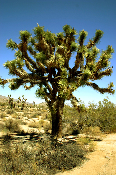 Joshua Tree N.P.