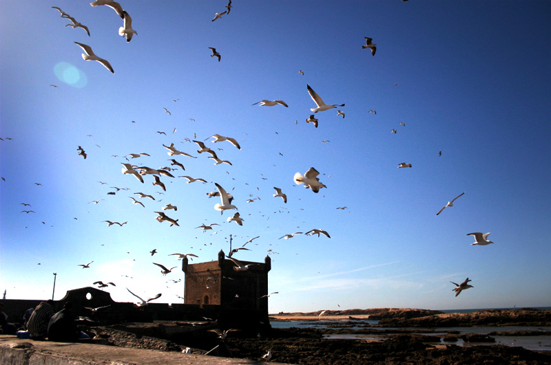 Morroco Essaouira 2