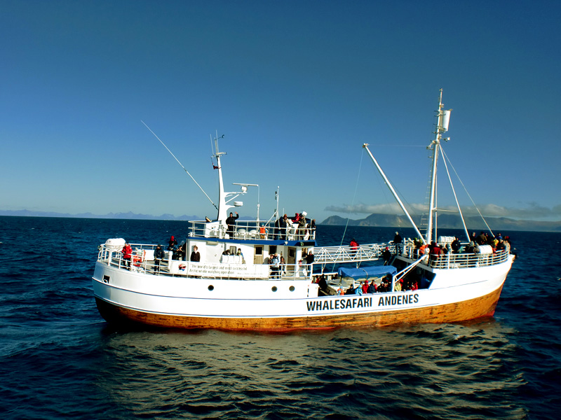 Norway Andenes Whale Safari