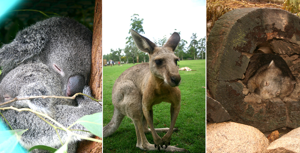 Australien Tiere | 4 Wochen Australien - Reisetipps, Sehenswürdigkeiten und Highlights der Ostküste