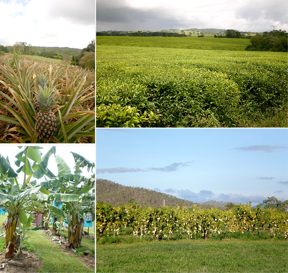 Früchte und Plantagen | Australien Ostküste Reisetipps | Sehenswürdigkeiten | Reisebericht