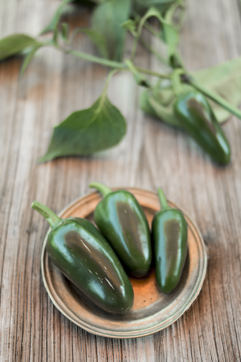 Jalapenos aus Eigenbau