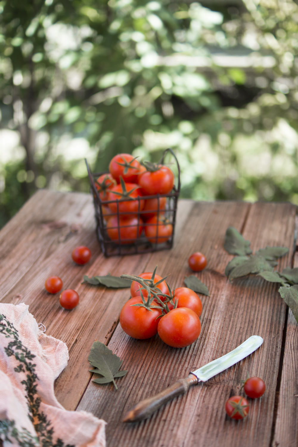 Tomatenernte - selber Tomaten anbauen