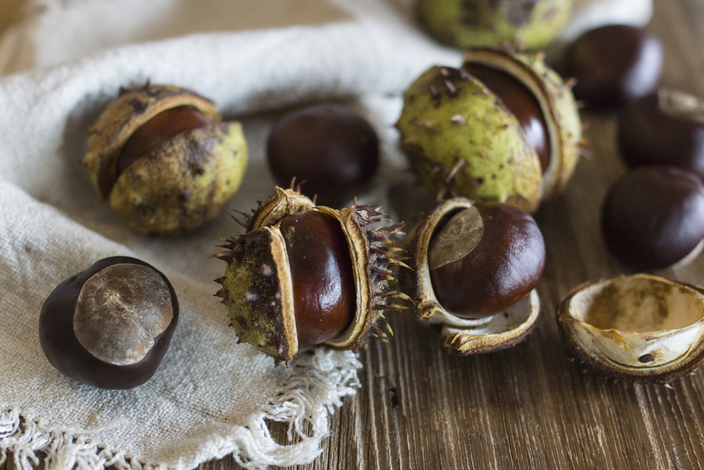 Aktivitäten im Herbst mit Kindern: Kastanien sammeln | Herbst Bucket List: 30+ Ideen 