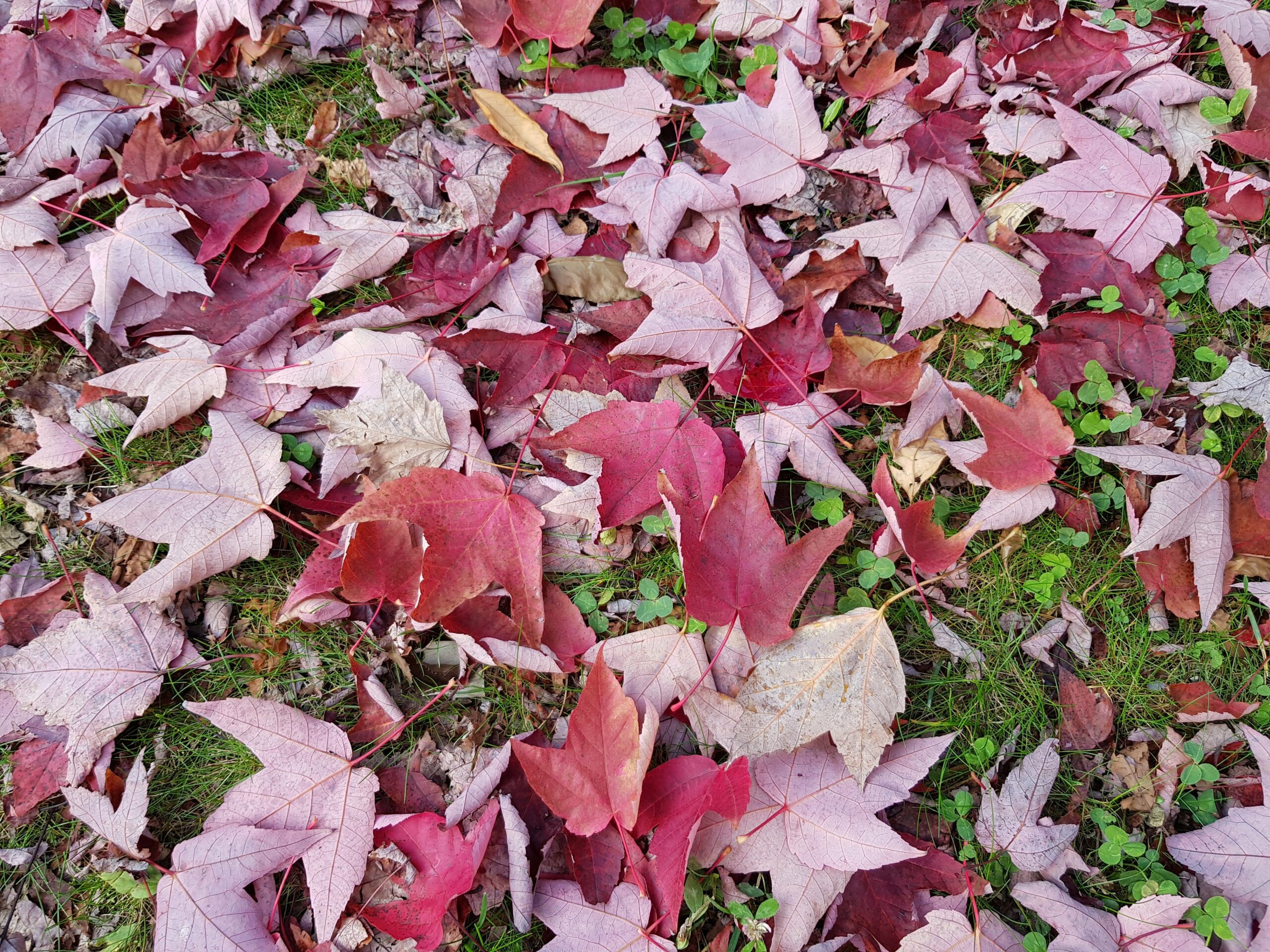 Bunte Blätter sammeln im Herbst | Aktivitäten mit Kindern im Herbst