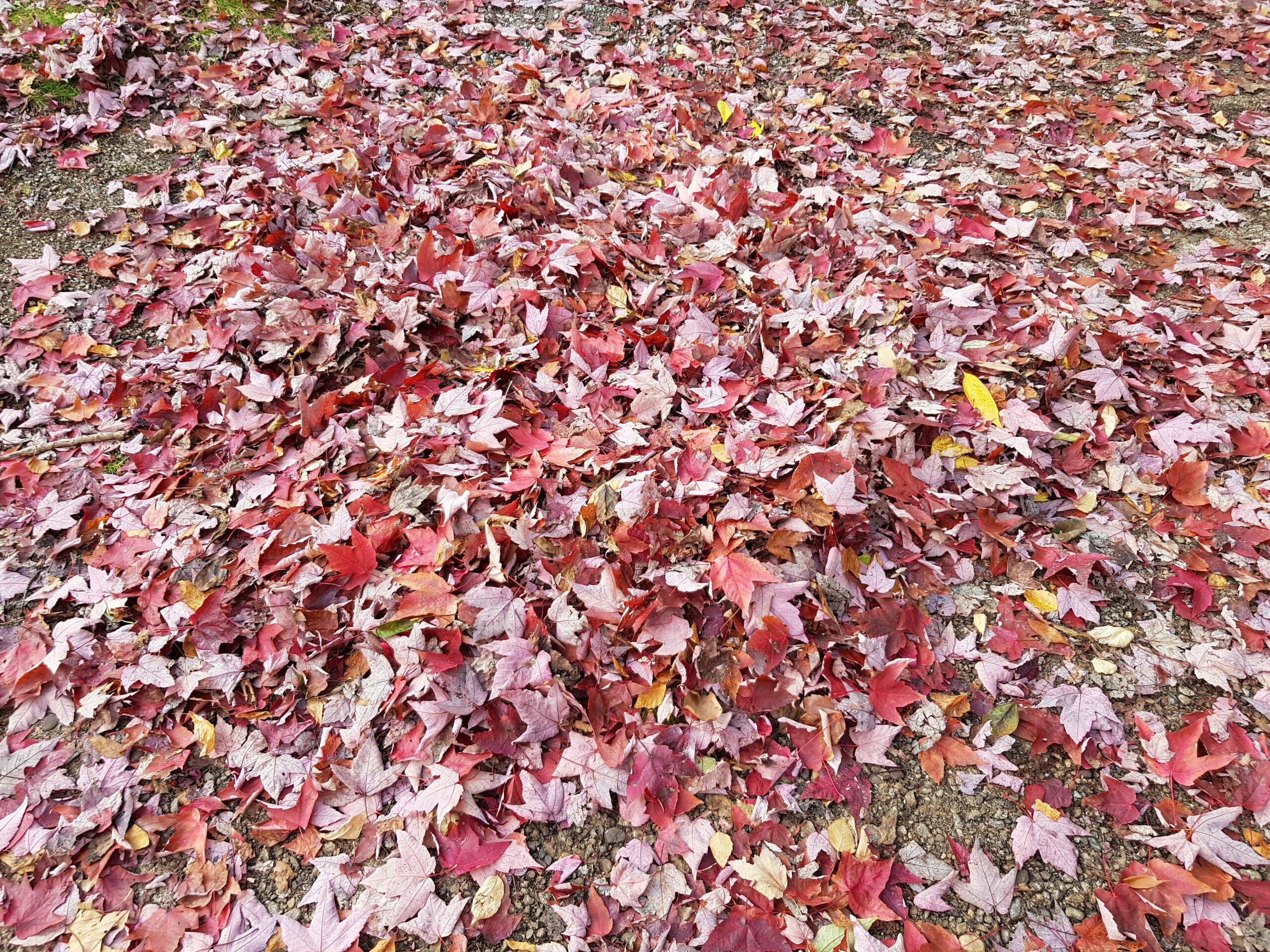 Bunter Blätterhaufen im Herbst | Aktivitäten mit Kindern