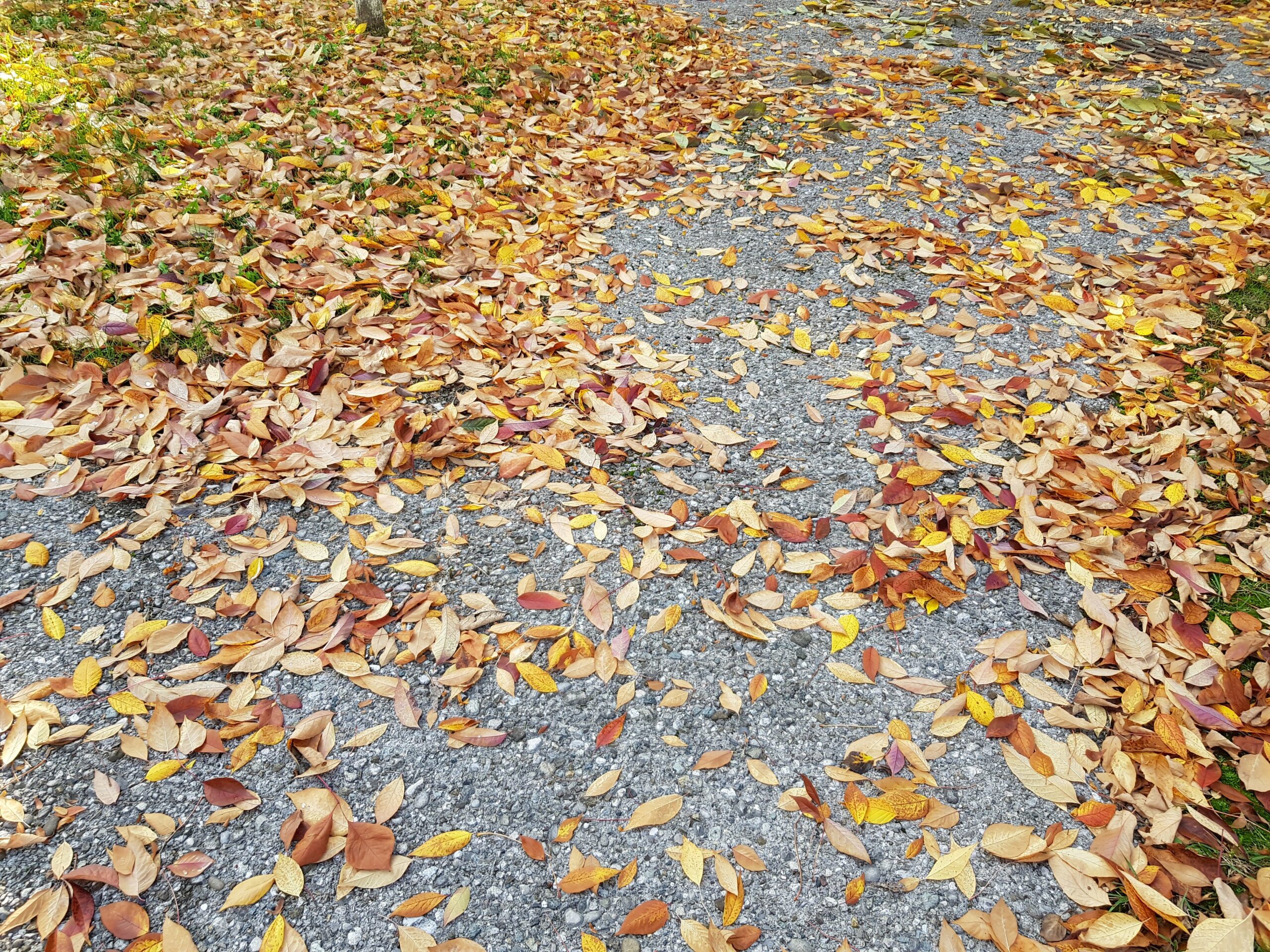 Herbst - Fallende Blätter | Herbstspaziergang