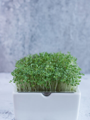 Mikrogrün, Sprossen und Keimlinge - Nährstoffreich durch den Winter #microgreens