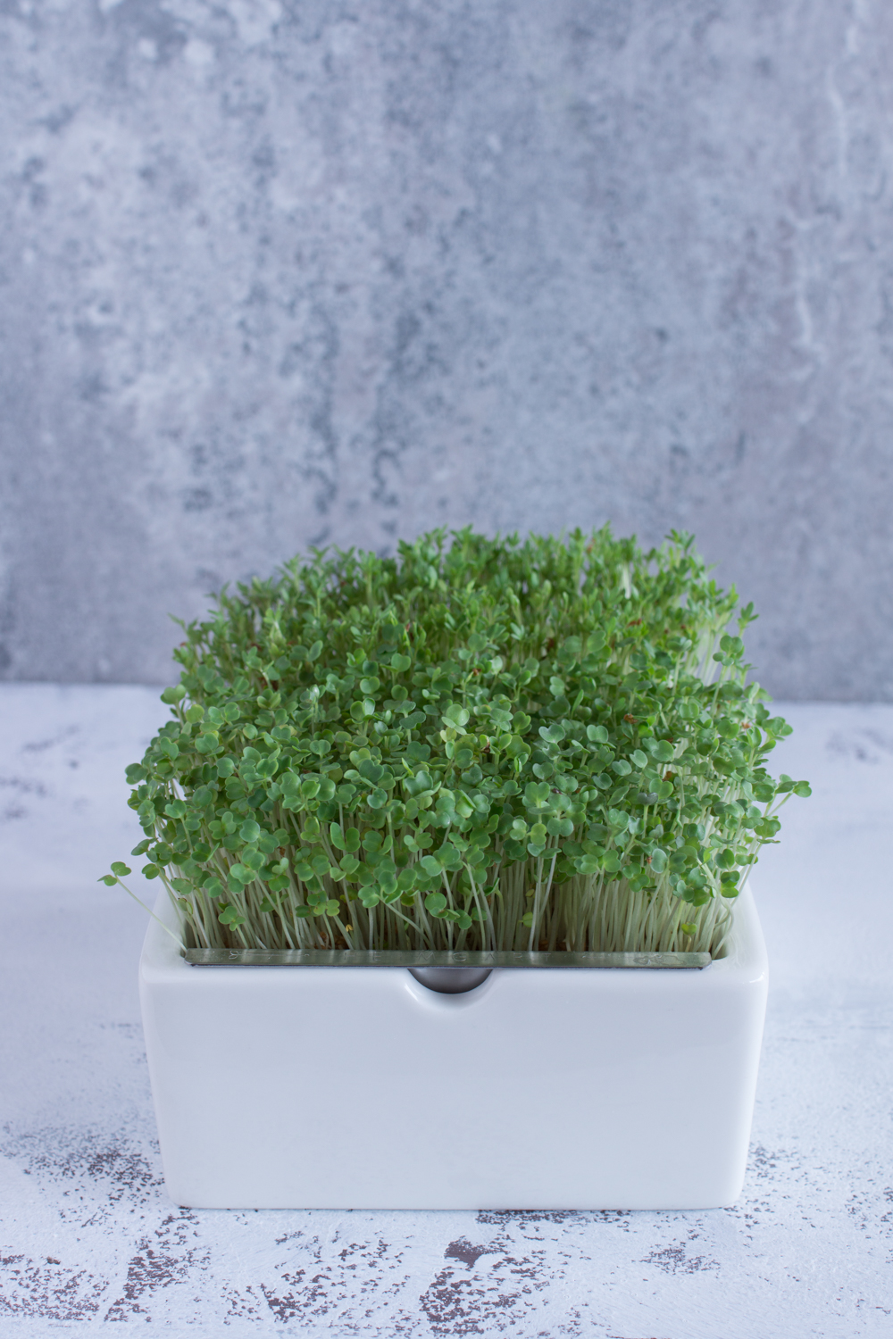 Mikrogrün - Keimlinge | Rauke und Kresse | Nährstoffreich durch den Winter #microgreens