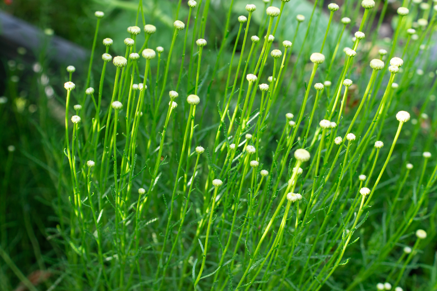 Olivenkraut - Gartentipps und Verarbeitung