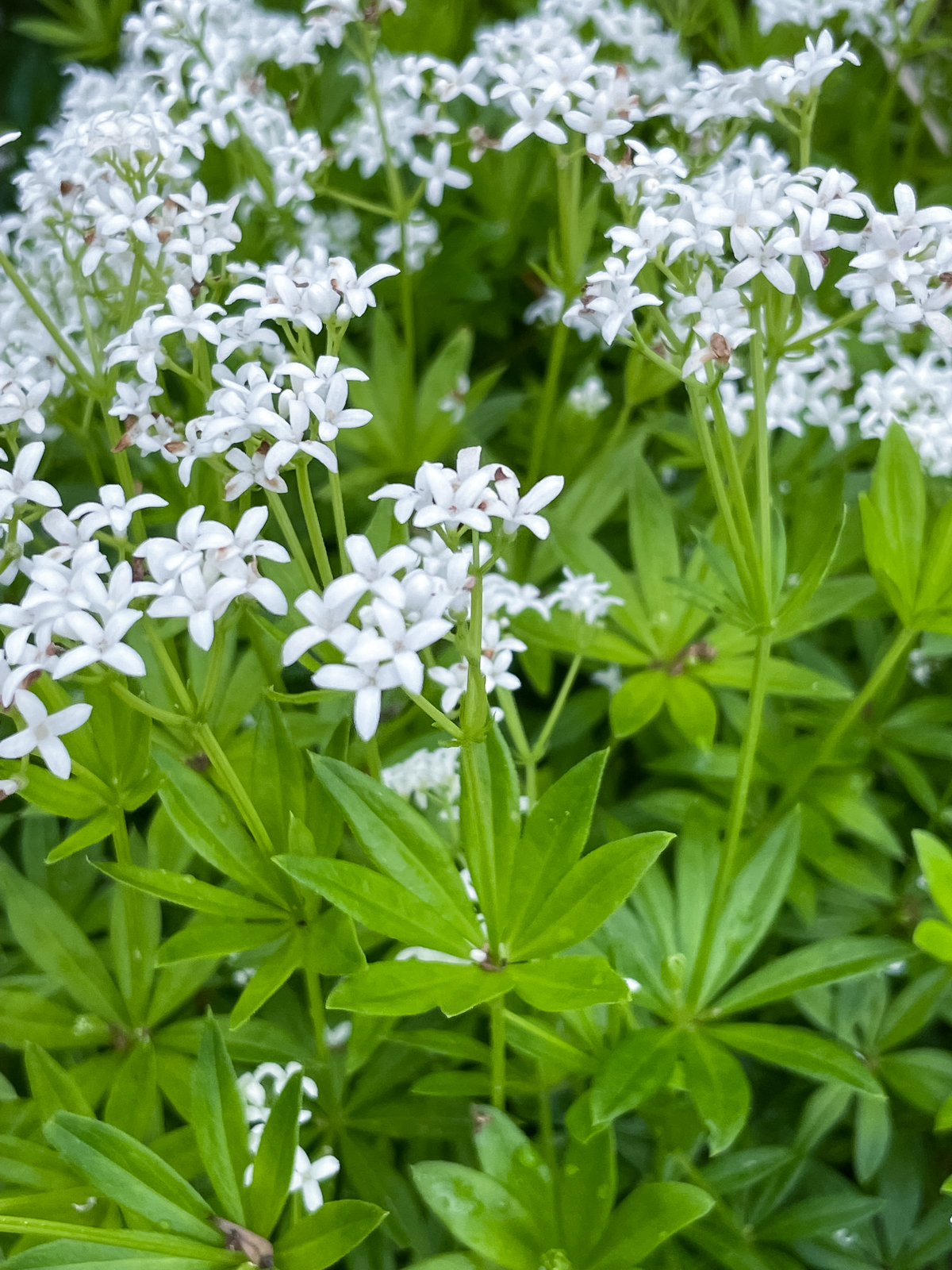 Blühender Waldmeister im Garten